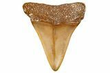 Fossil Mako Shark Tooth - Dakhla, Morocco #365233-1